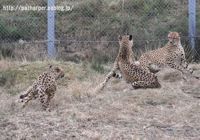 ２０１６年１月 白浜パンダ見隊 その６ チーターがやがや ハープの徒然草