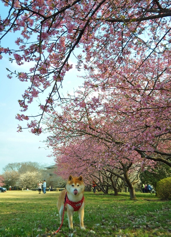 春ですよ！_a0126590_21442178.jpg