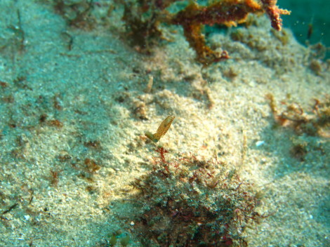 e0115199_12353287.jpg