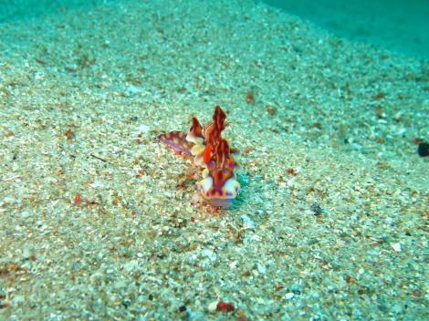 e0115199_12354488.jpg