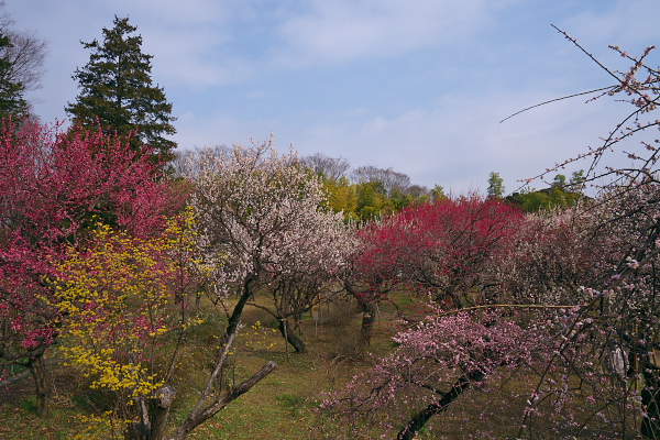 梅が満開の神代植物公園へ・・・_f0233999_1094861.jpg