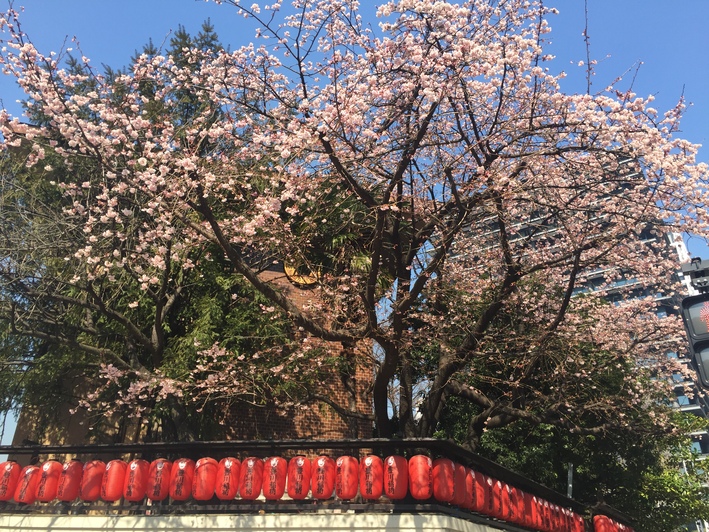 確定申告勝ち鰻、そして豊川稲荷_d0054704_8591299.jpg