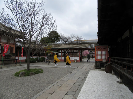 16さくらだより2 東寺_e0048413_19514983.jpg