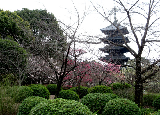 16さくらだより2　東寺_e0048413_1952016.jpg