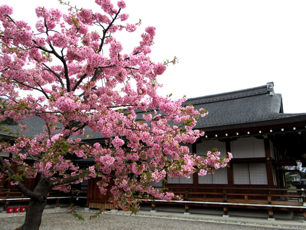 16さくらだより2 東寺_e0048413_19522542.jpg