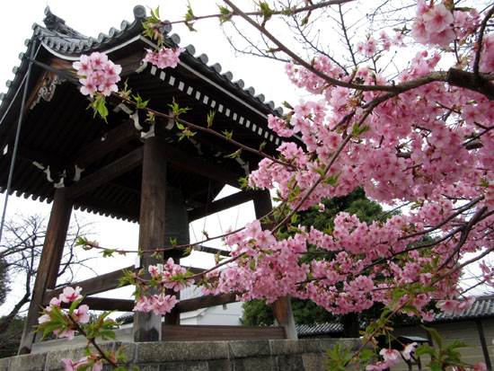 16さくらだより2 東寺_e0048413_19523783.jpg