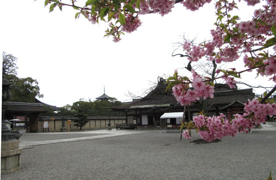 16さくらだより2 東寺_e0048413_19524830.jpg