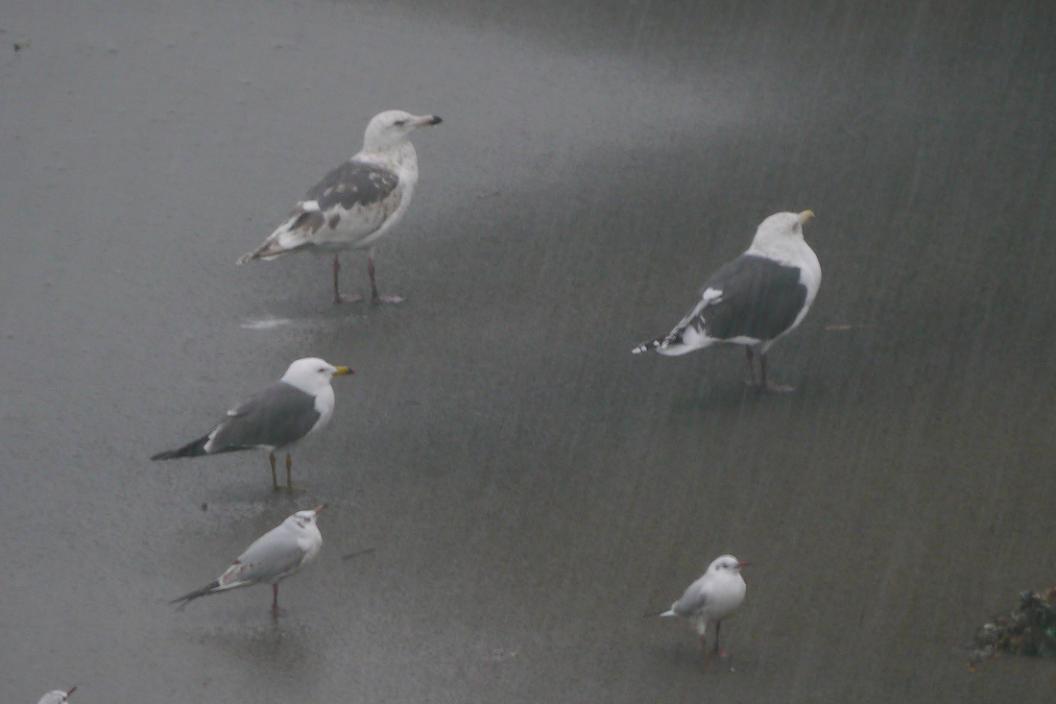 雨 あ が ら な い か な あ ！　No.2_d0039021_1842345.jpg