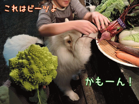 アブラナカスキー サモエド クローカのお気楽日記