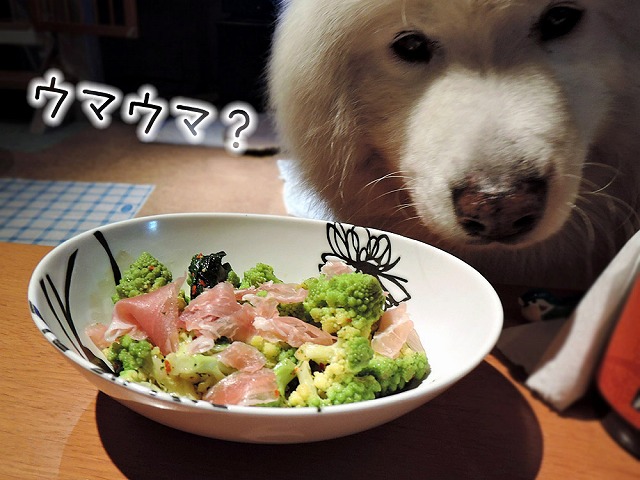 アブラナカスキー_c0062832_8284113.jpg