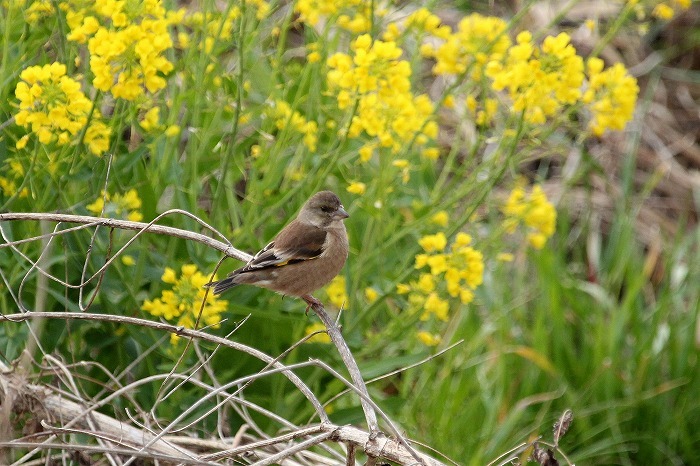 藪の中の鳥 : 暮らしの中で 藪の中の鳥 : 暮らしの中で