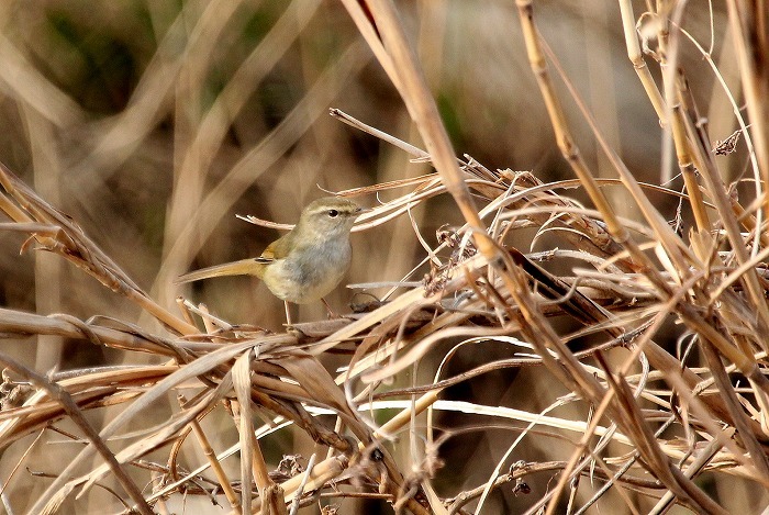 藪の中の鳥 : 暮らしの中で 藪の中の鳥 : 暮らしの中で