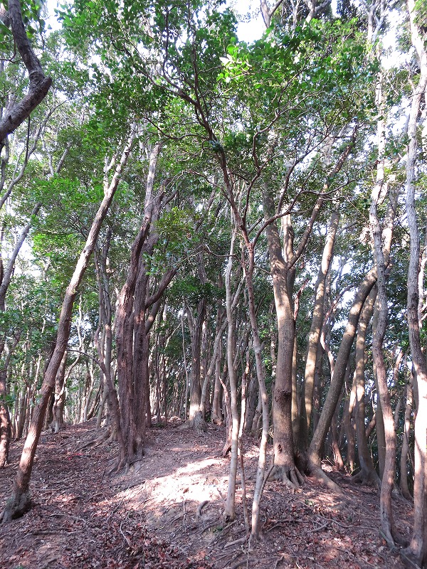 煙樹海岸～西山遊歩道～産湯～日高山脈run_b0133440_9351463.jpg