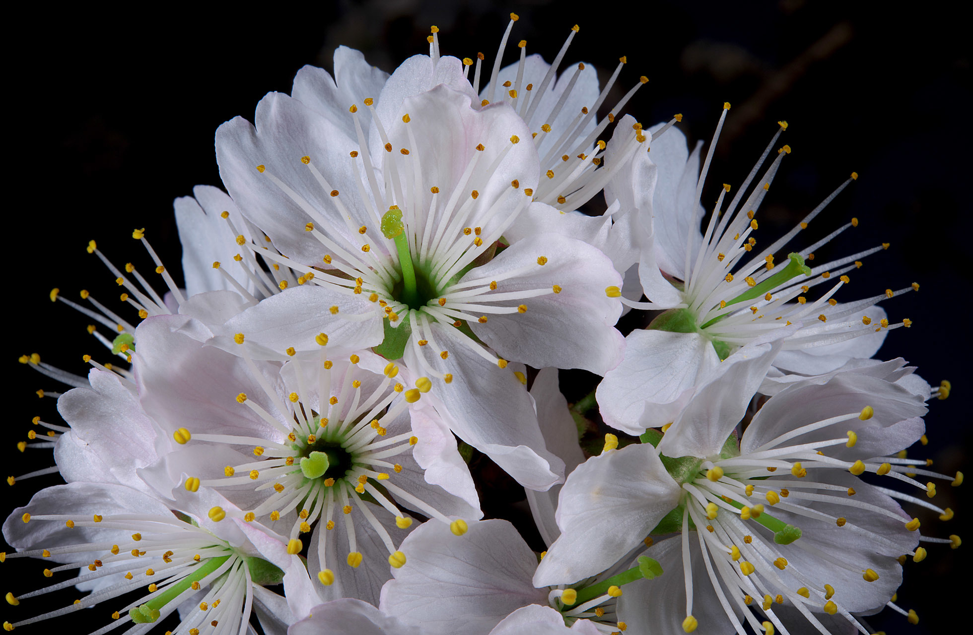 D810Aで撮る桜_f0346040_17333418.jpg