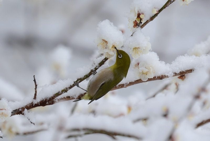 雪・梅・メジロ・・・_c0233349_974882.jpg