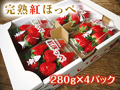 完熟紅ほっぺ　完熟朝採りイチゴ!!レギュラーパックは3月中旬、平積みパックは4月中旬まで！_a0254656_17183417.jpg