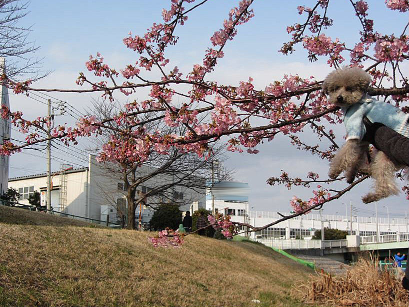 再びの家族で河津桜～_e0129656_22371183.jpg