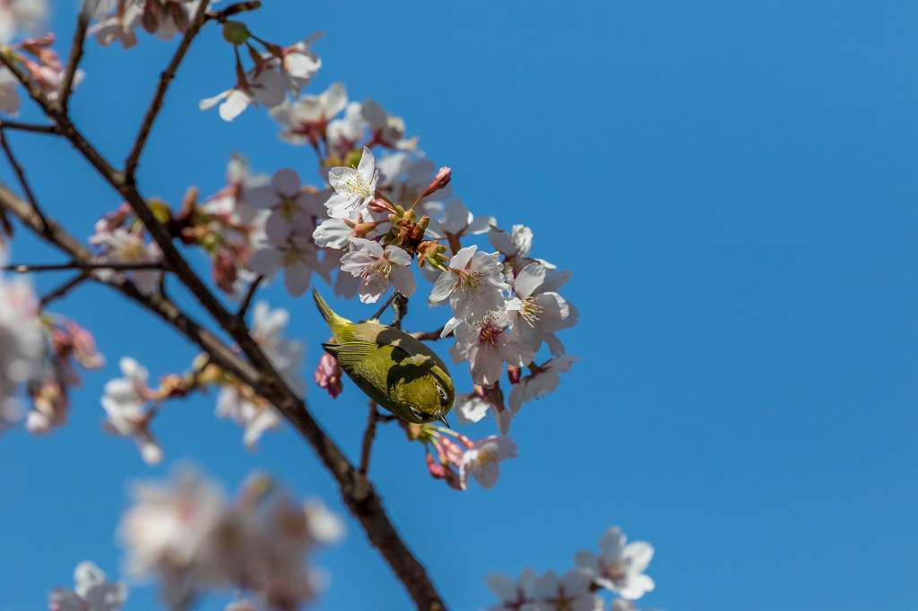 満開の玉縄桜とメジロ_f0044056_20385758.jpg