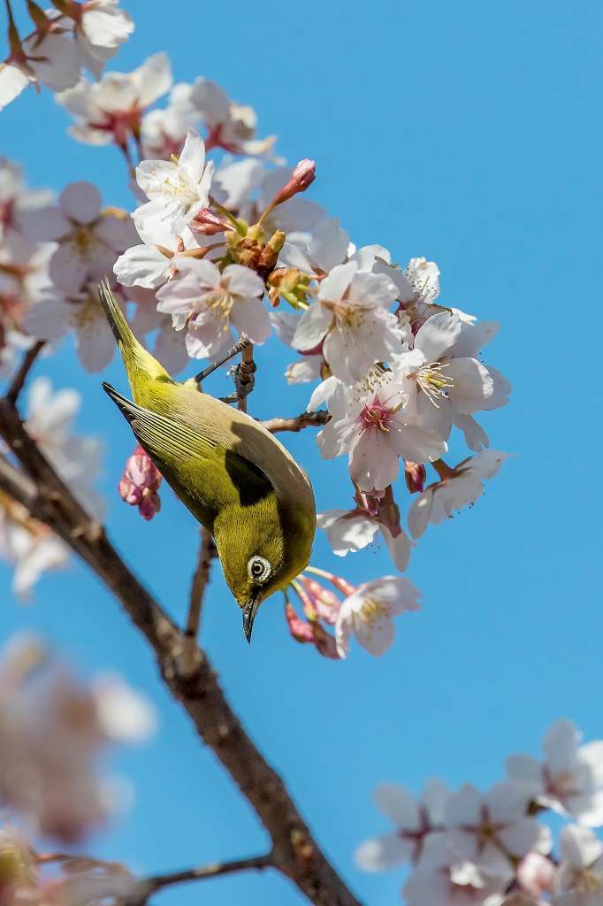 満開の玉縄桜とメジロ_f0044056_20391864.jpg