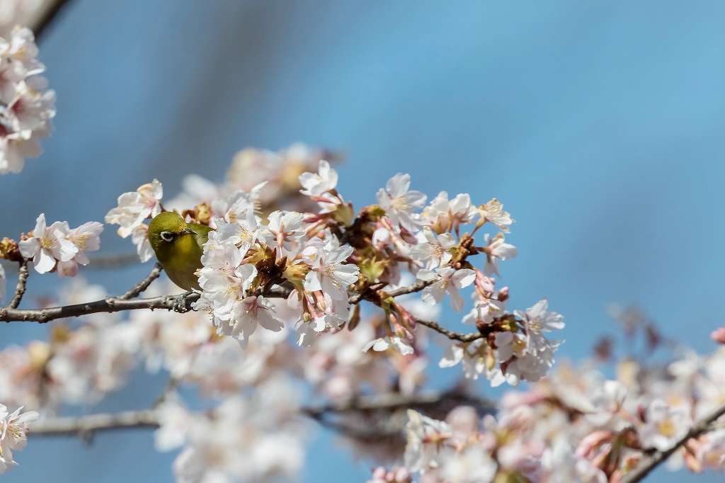 満開の玉縄桜とメジロ_f0044056_20413468.jpg