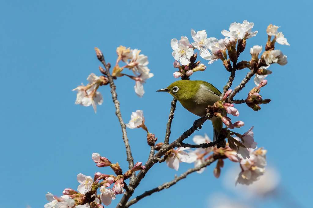 満開の玉縄桜とメジロ_f0044056_20415257.jpg