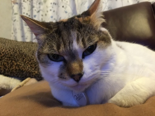 Smart phone syndrome?_c0153966_22310478.jpeg