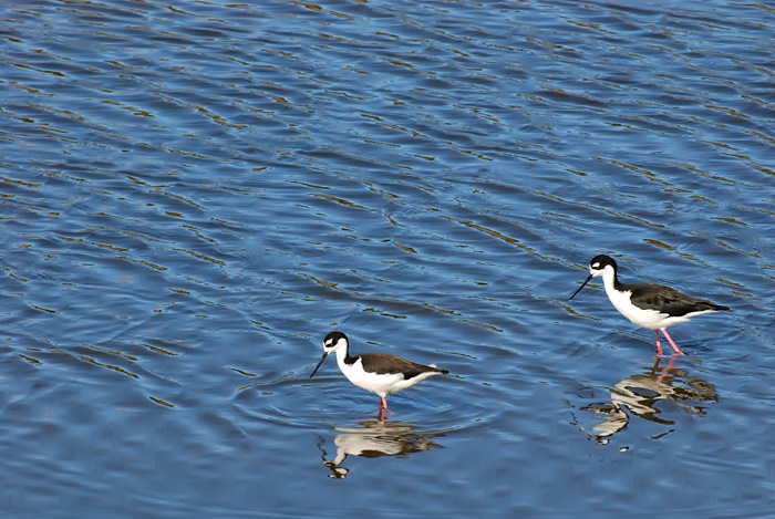 Black-necked Stilt - At Corte Madera Creek_a0126969_405211.jpg