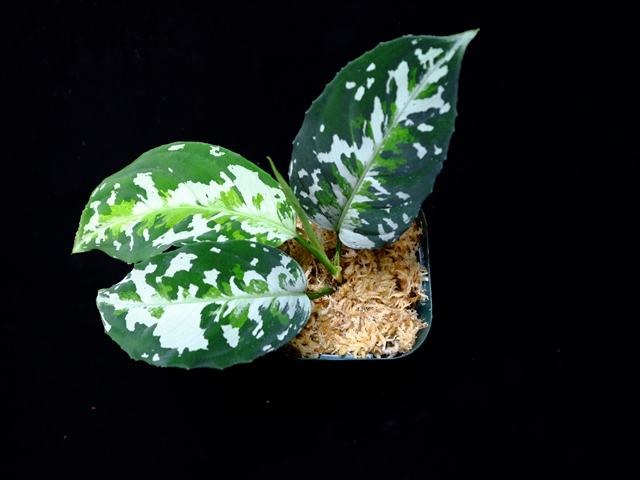Aglaonema pictum Aglaonema pictum