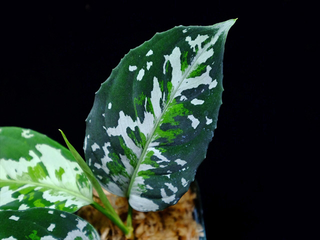 Aglaonema pictum Aglaonema pictum