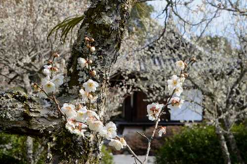 観心寺　梅　②_c0229483_10482550.jpg