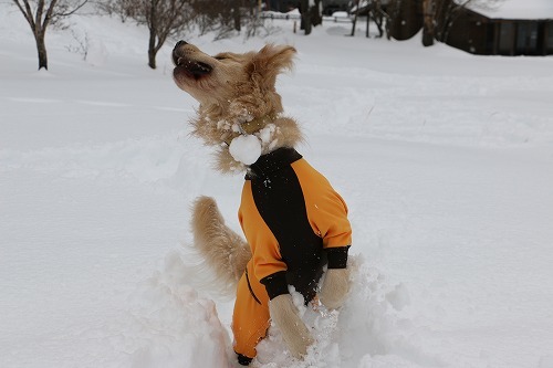 1月の雪遊び_c0172184_14314499.jpg