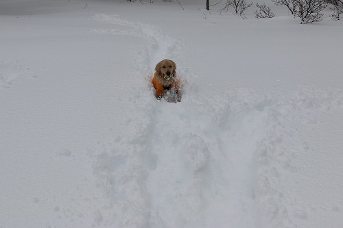 1月の雪遊び_c0172184_14315621.jpg