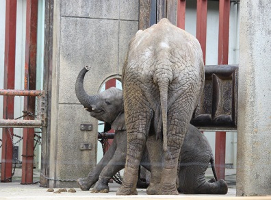 とべ動物園　砥愛ちゃんの勝手に父娘展示_f0297893_1817270.jpg