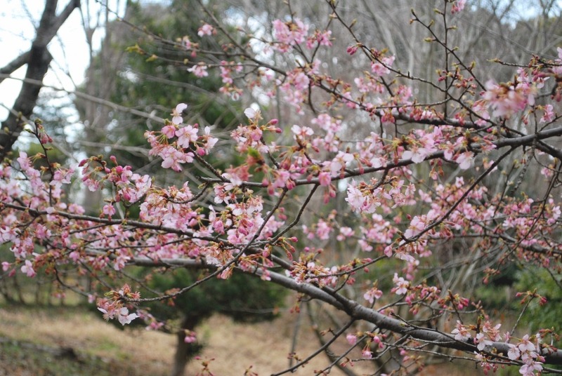 開花していた「河津さくら」_e0025300_20394056.jpg