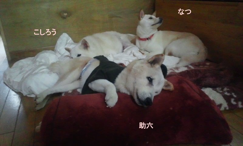 チーム”白色”_f0242002_032023.jpg