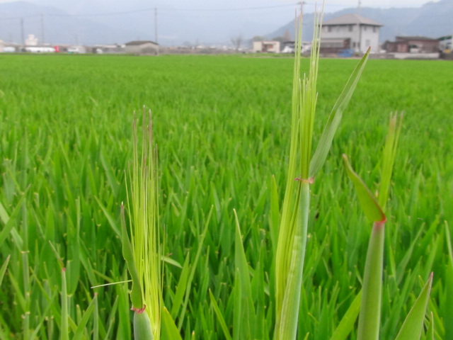 西条市の、はだか麦にも穂が出始め…2016/3/8_f0231709_7194162.jpg