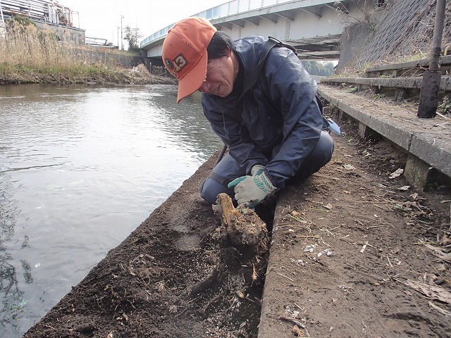 「2016お花見ウォーク」に備えた「田宿川・滝川の土手普請」_f0141310_761140.jpg