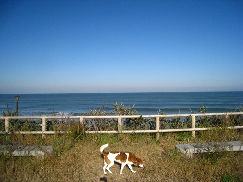 c0084117_1745360.jpg
