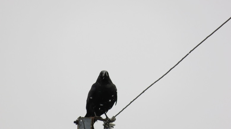 c0097620_2036452.jpg