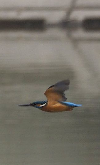 東のため池で見た鳥　（アオサギ・カワセミ）_c0369423_21263194.jpg