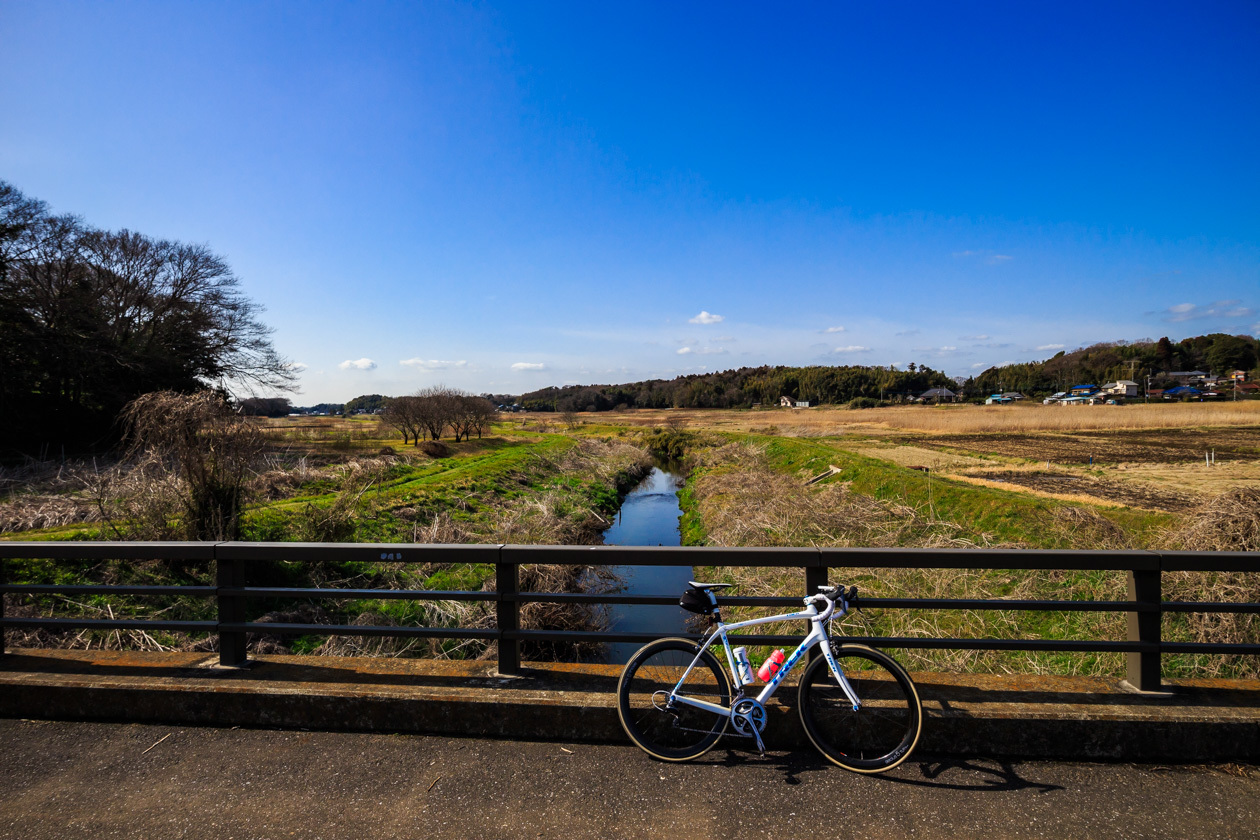 印旛新川の河津桜_b0295234_20074158.jpg