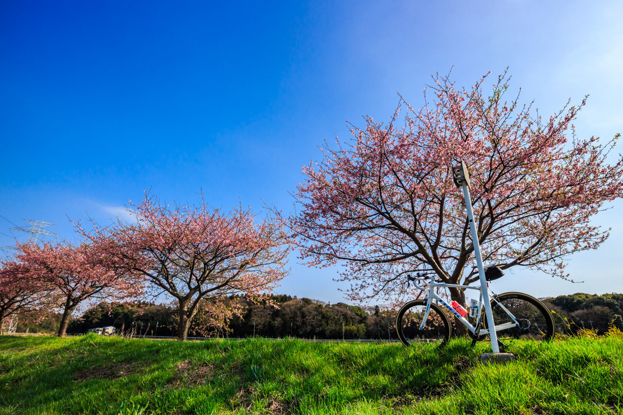 印旛新川の河津桜_b0295234_20153702.jpg