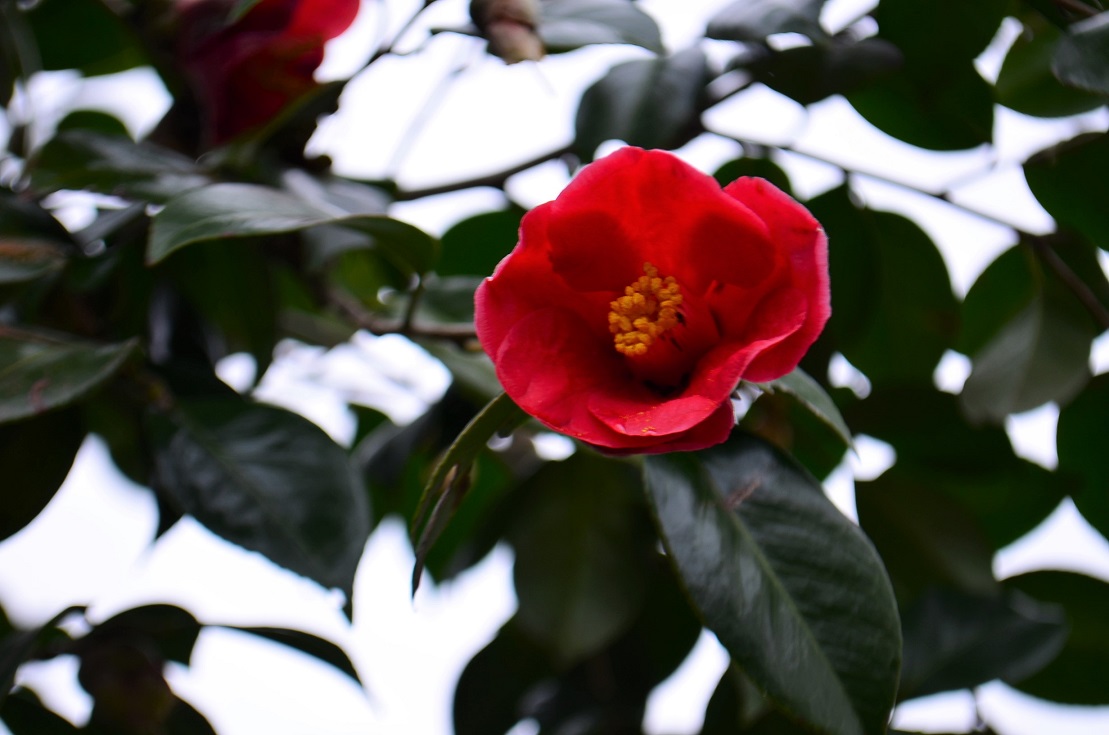 ”縄地ケ鼻公園～Sanyo Onoda City～3/8tue\"_d0153941_14551316.jpg