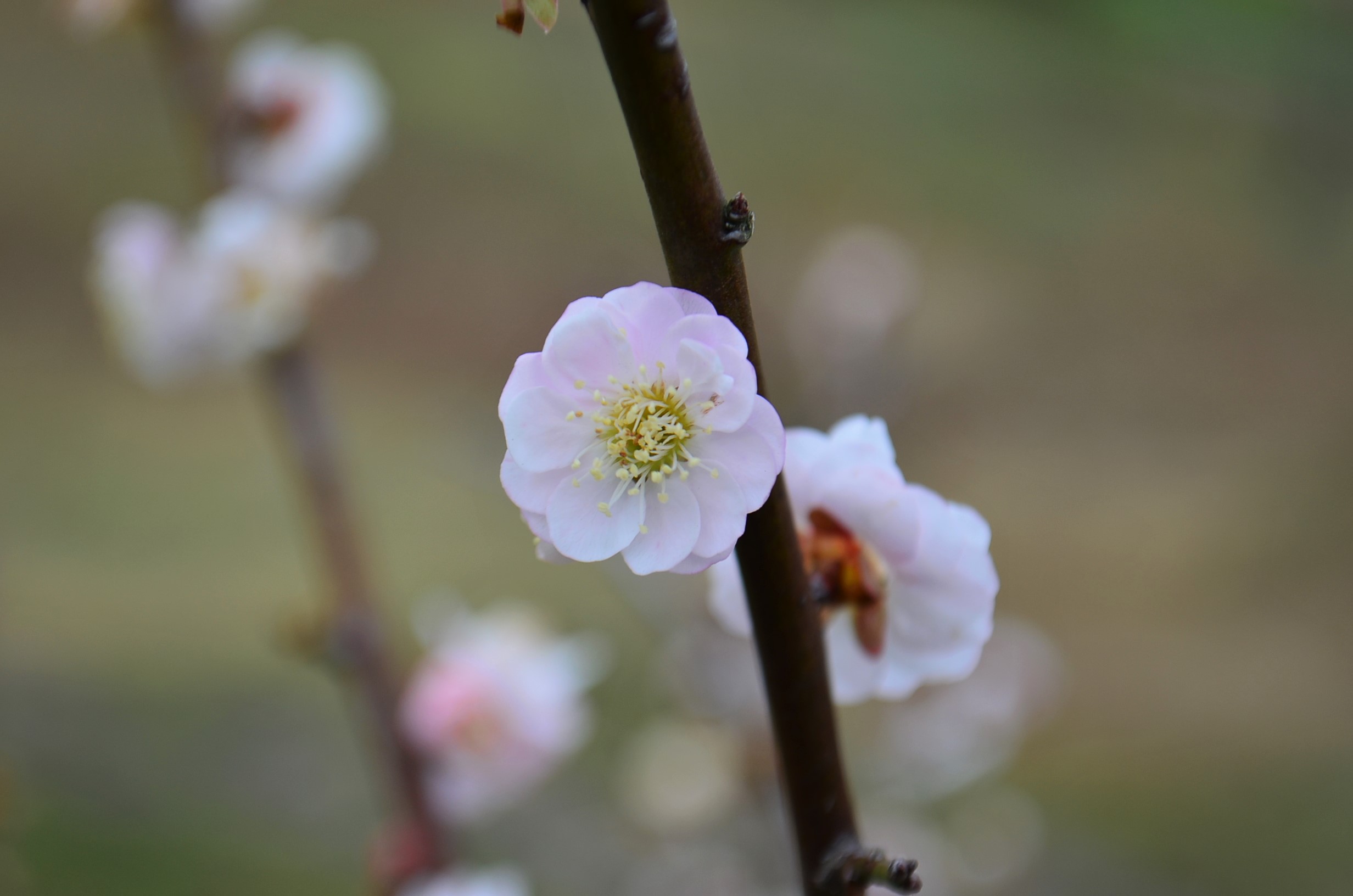 ”縄地ケ鼻公園～Sanyo Onoda City～3/8tue\"_d0153941_14575460.jpg