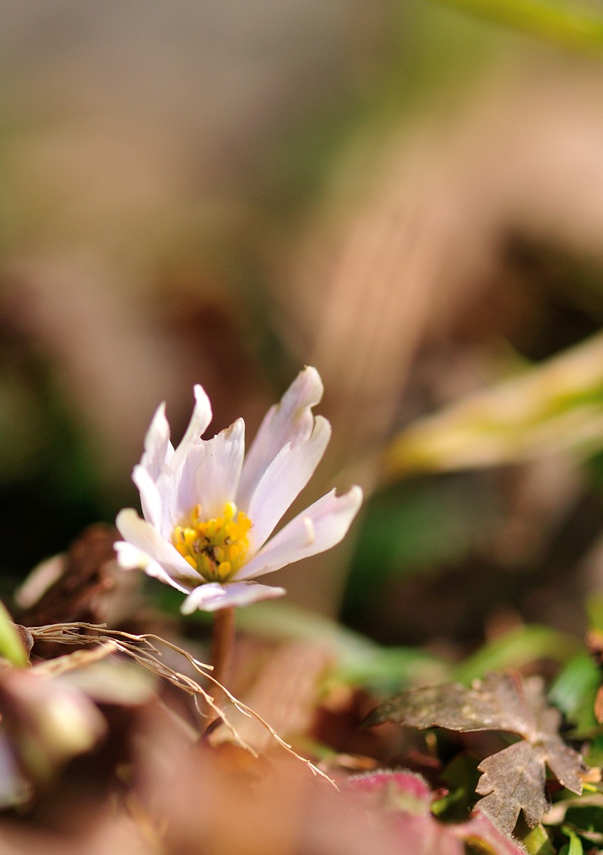 ユキワリイチゲ(雪割一華)♪_f0224648_22413956.jpg