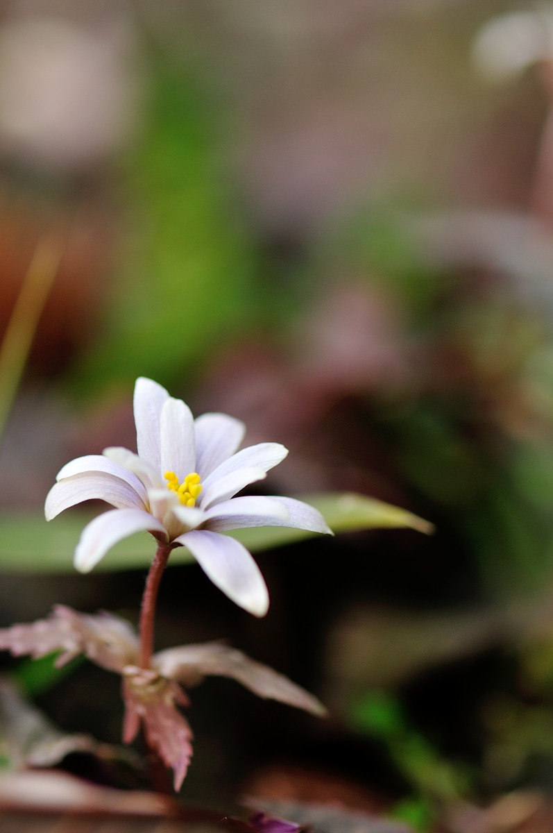 ユキワリイチゲ(雪割一華)♪_f0224648_22424976.jpg