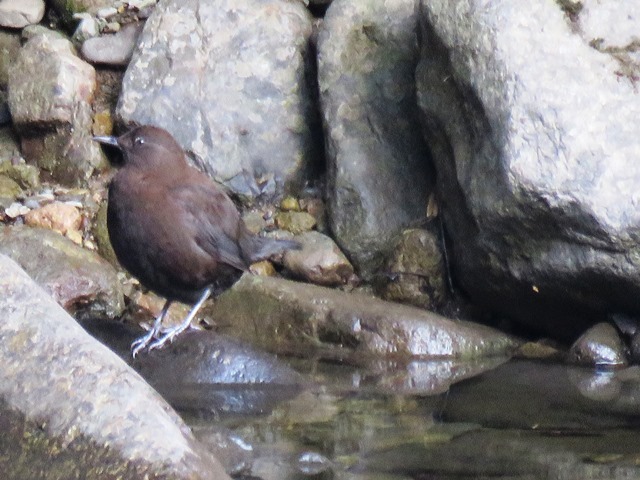 野鳥トレ４７　カワガラス_b0227552_19580663.jpg