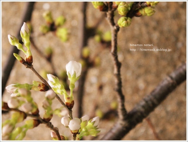 桜、ひとつ開花。_b0319255_20422376.jpg