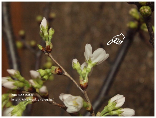 桜、ひとつ開花。_b0319255_20423335.jpg