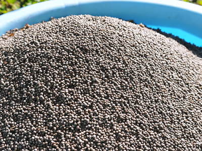 無農薬・無化学肥料で育てた「菊池水源産エゴマ」 エゴマ油、焙煎エゴマ粒(白)数量限定で販売中!_a0254656_18401761.jpg